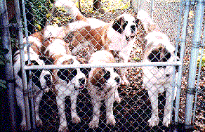 lotsa st bernards