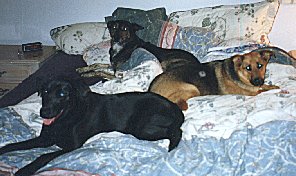 Daisy,Caesar,Zuni on bed
