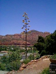 sed9801.jpg (14590 bytes)