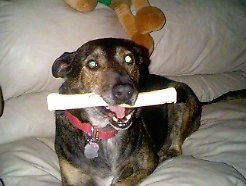 xmas9702.jpg (12955 bytes)