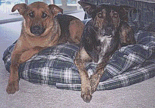 zuni and caesar on bed